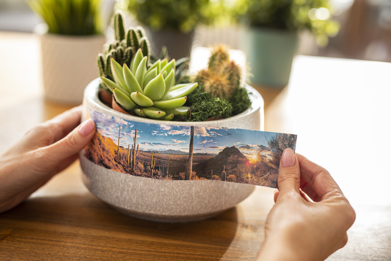 Brother CZ-1005 - Roll (5 cm x 5 m) 1 roll(s) continuous labels - CZ1005