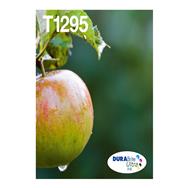 C13T12954511